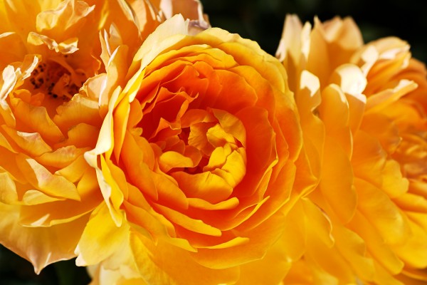 Roses Rich Orange by Joy Watson